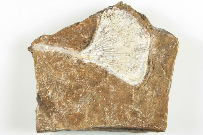 2.2" Fossil Ginkgo Leaf From North Dakota - Paleocene